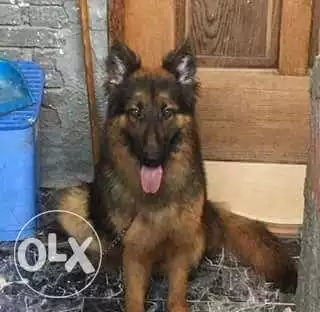 للبيع او للجواز كلب جرمن تقليب عالي شو لاين