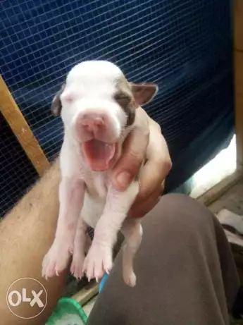 اربع جراوي بيتبول للبيع