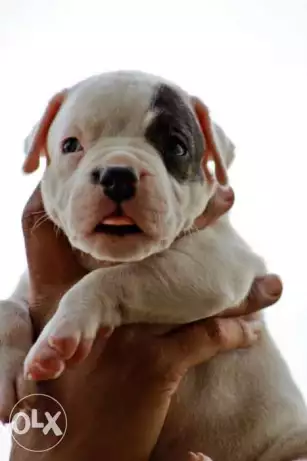 احلي جروايه بيتبول بنت طرزان