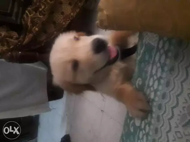 جرو جولدن تقلب عالى بيور ٥٥يوم