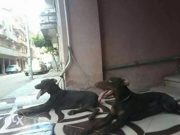 جراوى دوبر احمر فقط