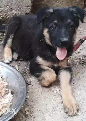 جرو بلجيكي شعره قصيره للبيع اوالتبادل