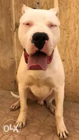 دكر ونتايه دوجو ارجنتينو للبيع male & female Dogo Argentino