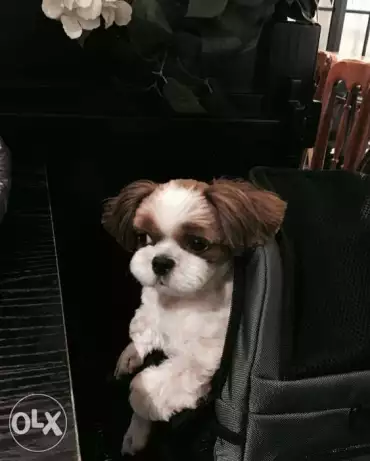 Shihtzu Puppies Premium Quality