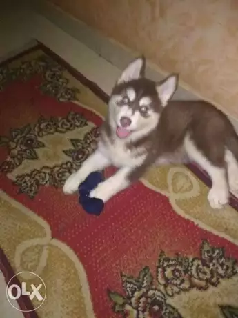 Husky for sale