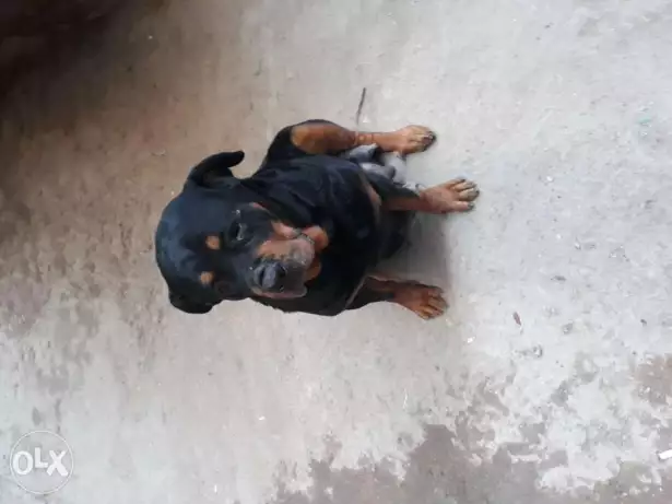 كلبه روت . حامل