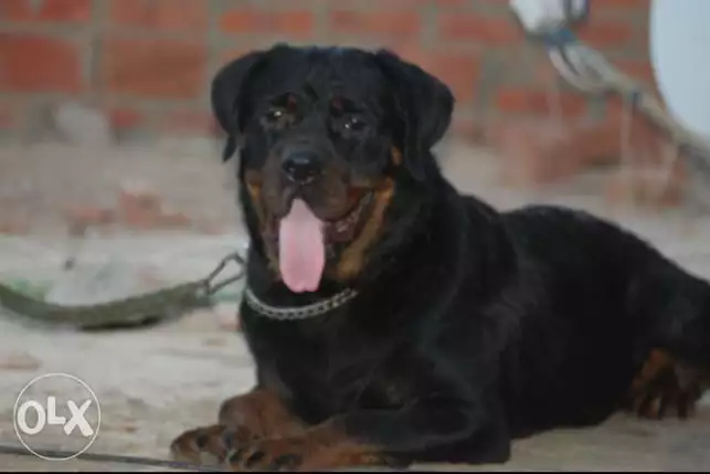 نتايه روت ويلر تقليب عالي شهادة تطعيمات كامله بالهرم