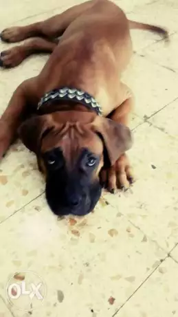 كلب بوكسر وجراء روت وايلرّ