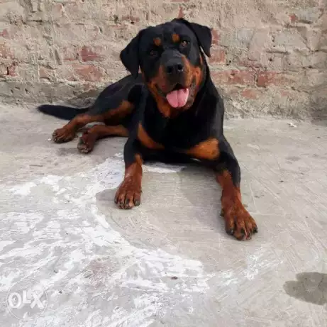 نتايه روت ١٥وشهر للبيع لاني مسافر حايضه