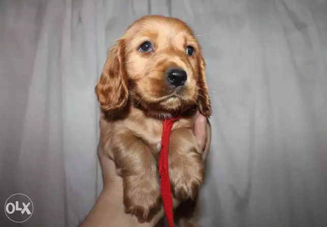 Pure cocker spaniel puppies