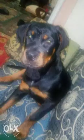 دكر روت مطعم وتقليب عالي