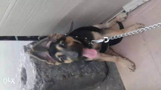 للبيع جروه نتايه 3 شهور جرمين