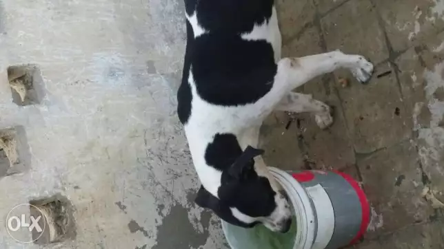 دكر بيتبول 6 شهور