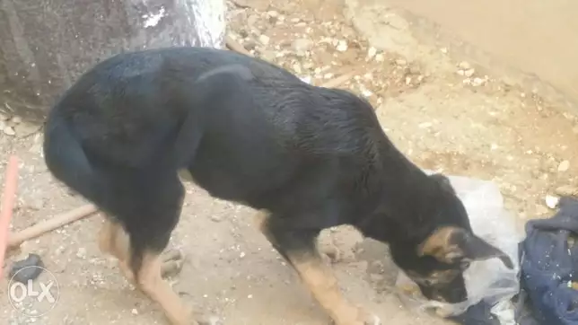 دكر جيرمن شيبرد