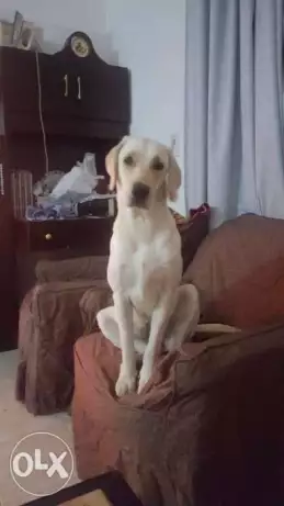 انثي ليبرادول