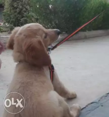 Golden retriever female for sale