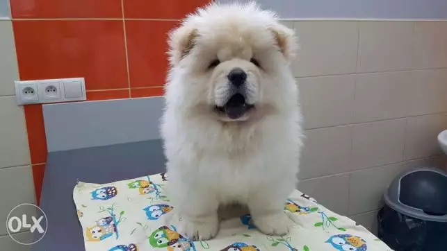 Chow chow Puppies for sale/تشاو تشاو