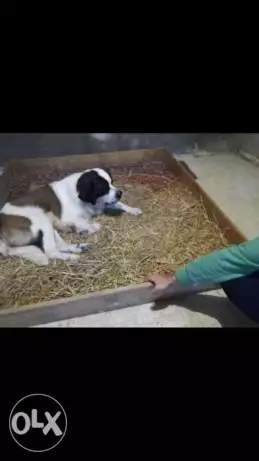 نتايه سانت برنارد للبيع