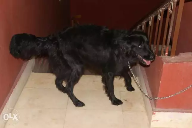 Black retreiver