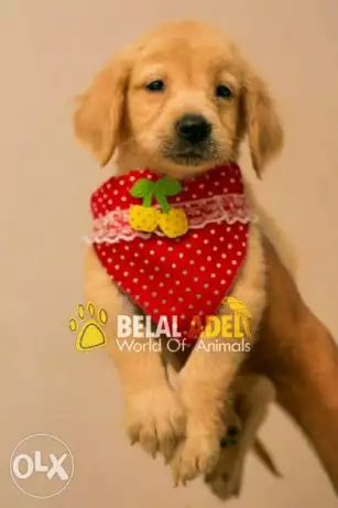 جولدن مستوي عالي