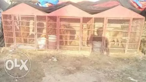 للبيع بيت كلاب ثلاث قطع متصله