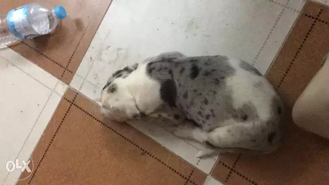 كلب جريدان عندو ٤٢ يوم للبيع