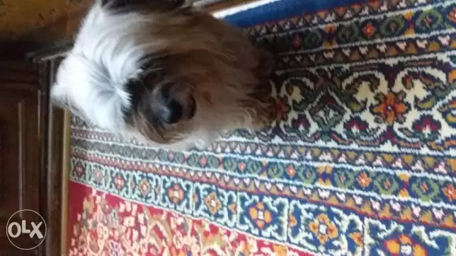 كلبه هادئه وتحب الأطفال