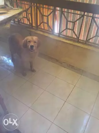 جولدن ريتريفر