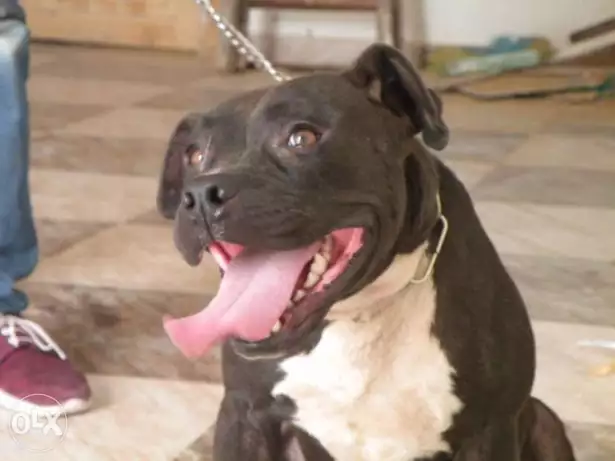 نتايه بيتبول بولى تقليب حلو بتطفى النار بى بقها