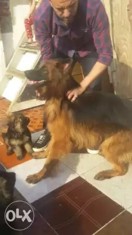 ذكر چيرمن شييرد 55 يوم للبيع