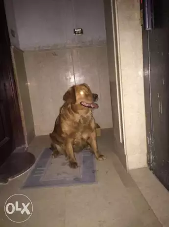 Female golden retriver 4 years نتايه جولدن ريتريفر ٤ سنين