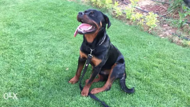 Male rottweiler 8month