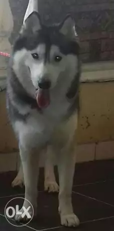 دكر هاسكي للبيع