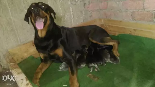 كلب روت بنت دوبرمان نتايه للبيع