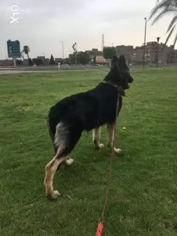 نتاية جيرمان