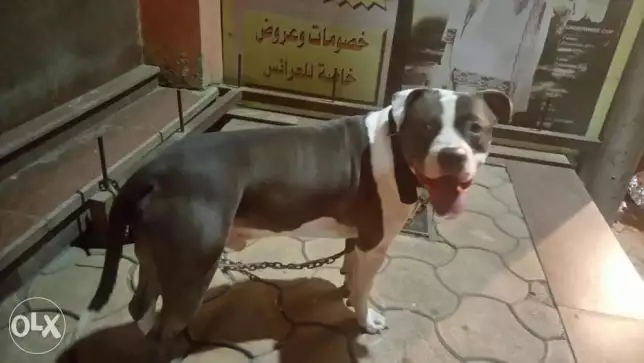 للببع . بتبول منتهي الشراسه عمره سنتين كل التطعيمات لدواعي السفر 3000