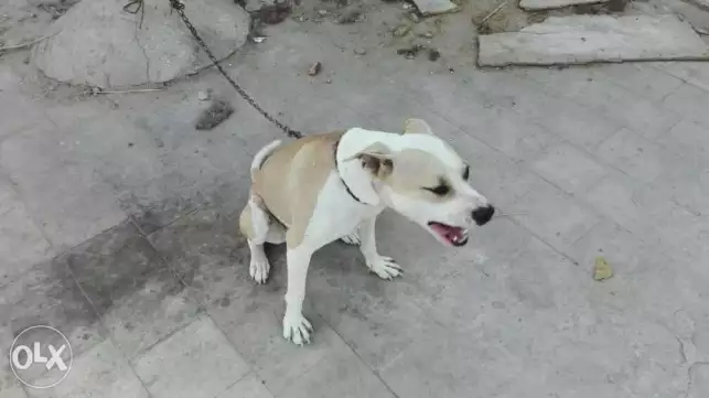 بيتبول للبيع سنه ونص