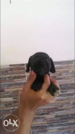 ذكور بيتبول