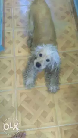 دكر كوكرللبيع