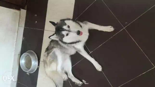 دكر هاسكي Husky