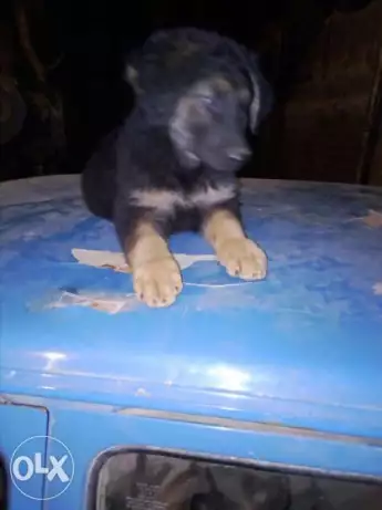 جرمن لونح هير55يوم نتايه