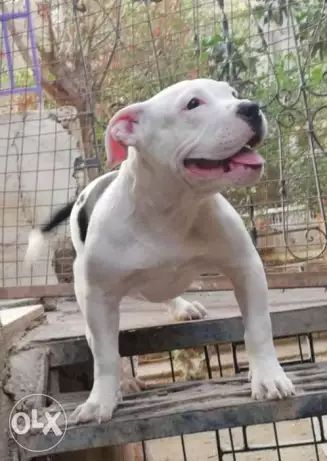 Americans bully puppies