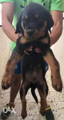 كلب روت ويلر صحه جيده و معه مستخدماته ٣٨٠٠ الفرشة / شامبو مستورد / بر