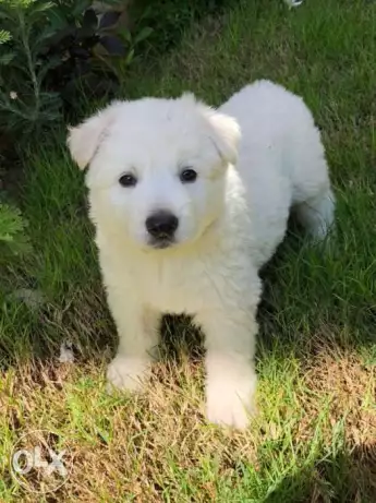 White german shepard