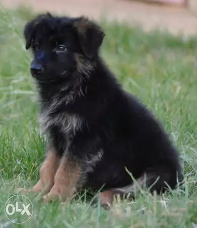 German Shepherd puppies