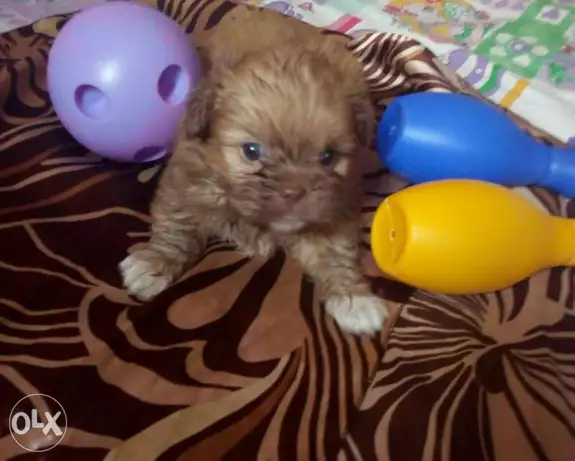 دباديب بيكنواة عيون سماوى