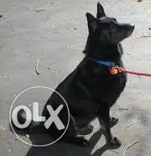 Male Royal Black for marriage