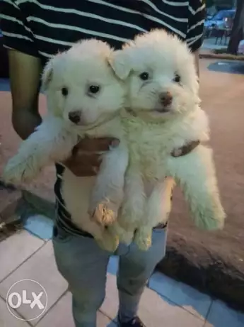 Griffon puppies جريفون جراوي