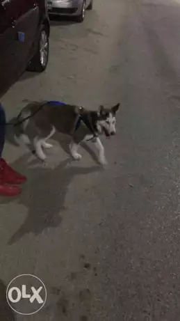 كلاب هاسكى للبع