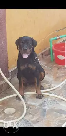 انثى روت وايلر ٤ شهور ونص